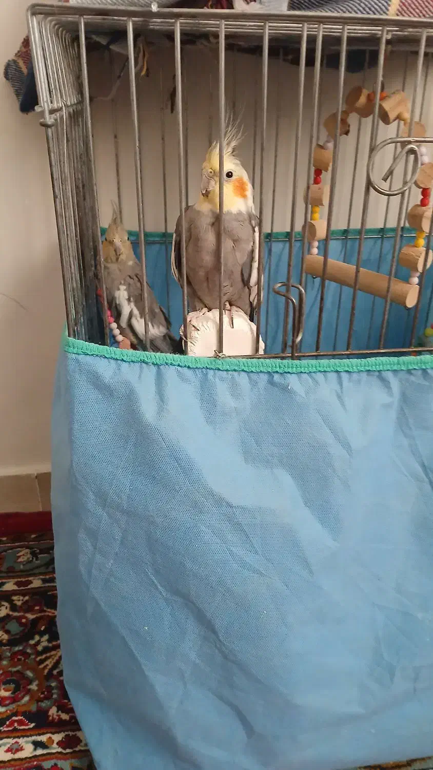 عروس هلندی یک جفت|پرنده|همدان, |دیوار