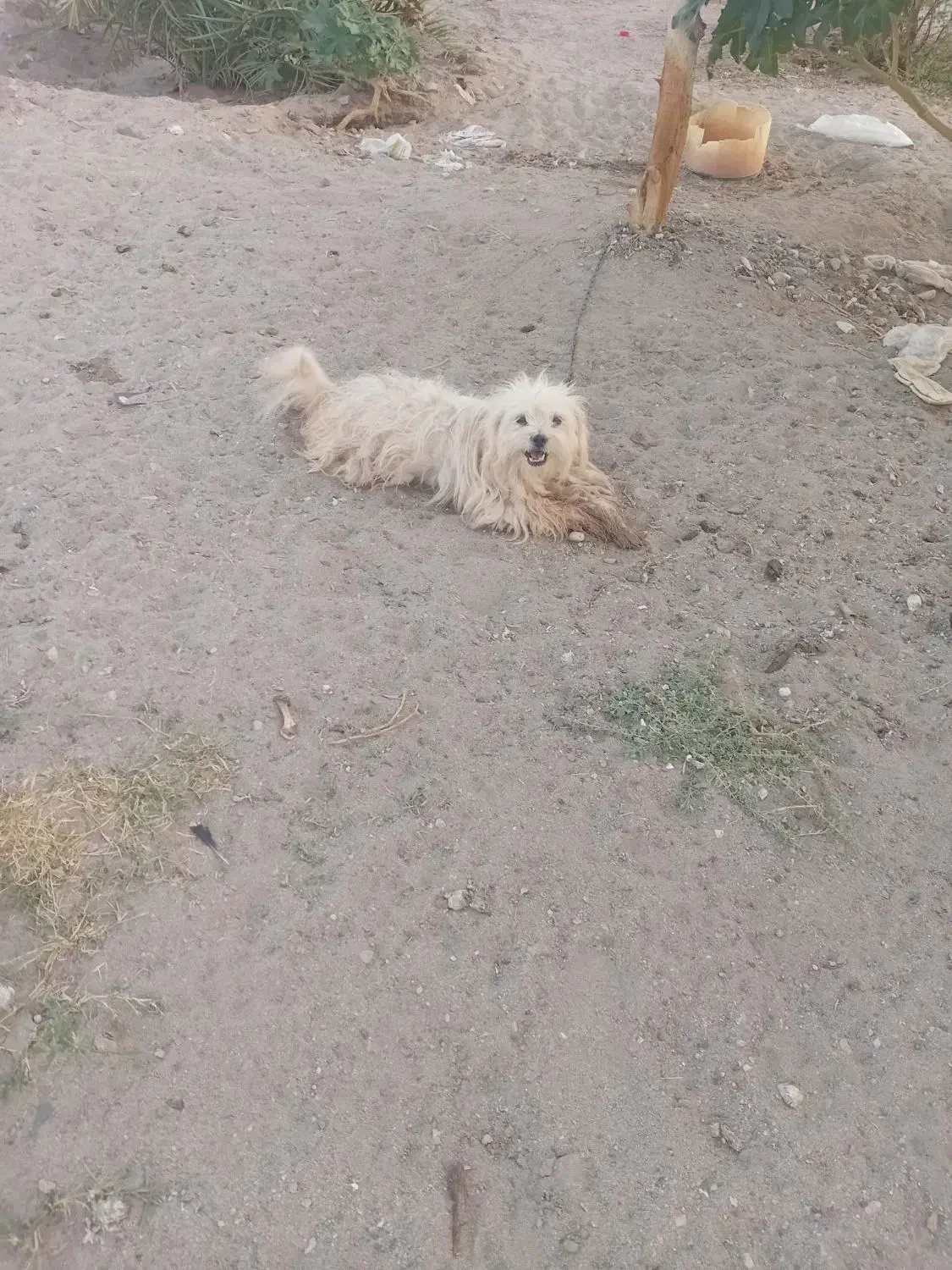 سگ پاکوتاه|سگ|گنبکی, |دیوار