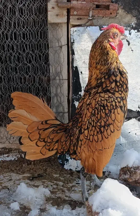 خروس سیبرایت اصل|حیوانات مزرعه|مشگین شهر, |دیوار