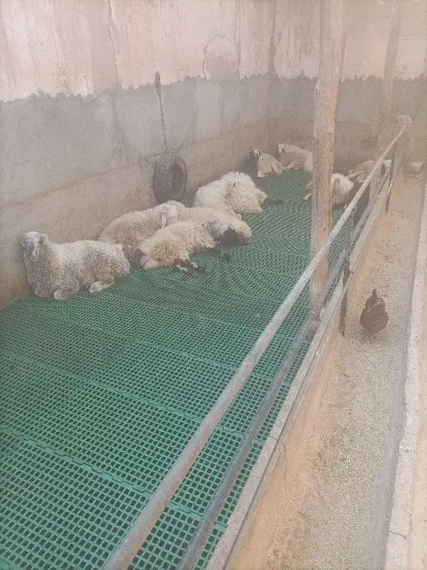 بره نر جوان جهت نذر و عقیقه و داشتی|حیوانات مزرعه|اشکذر, |دیوار