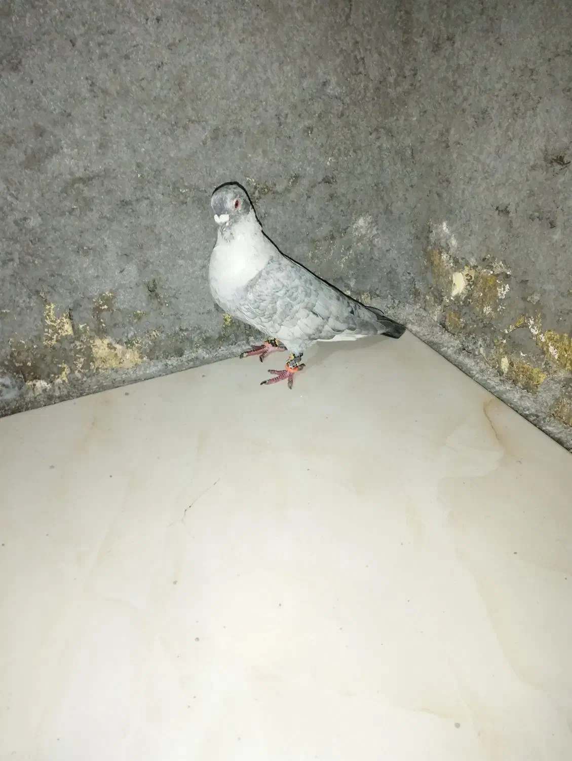 کبوتر|پرنده|باوی, |دیوار