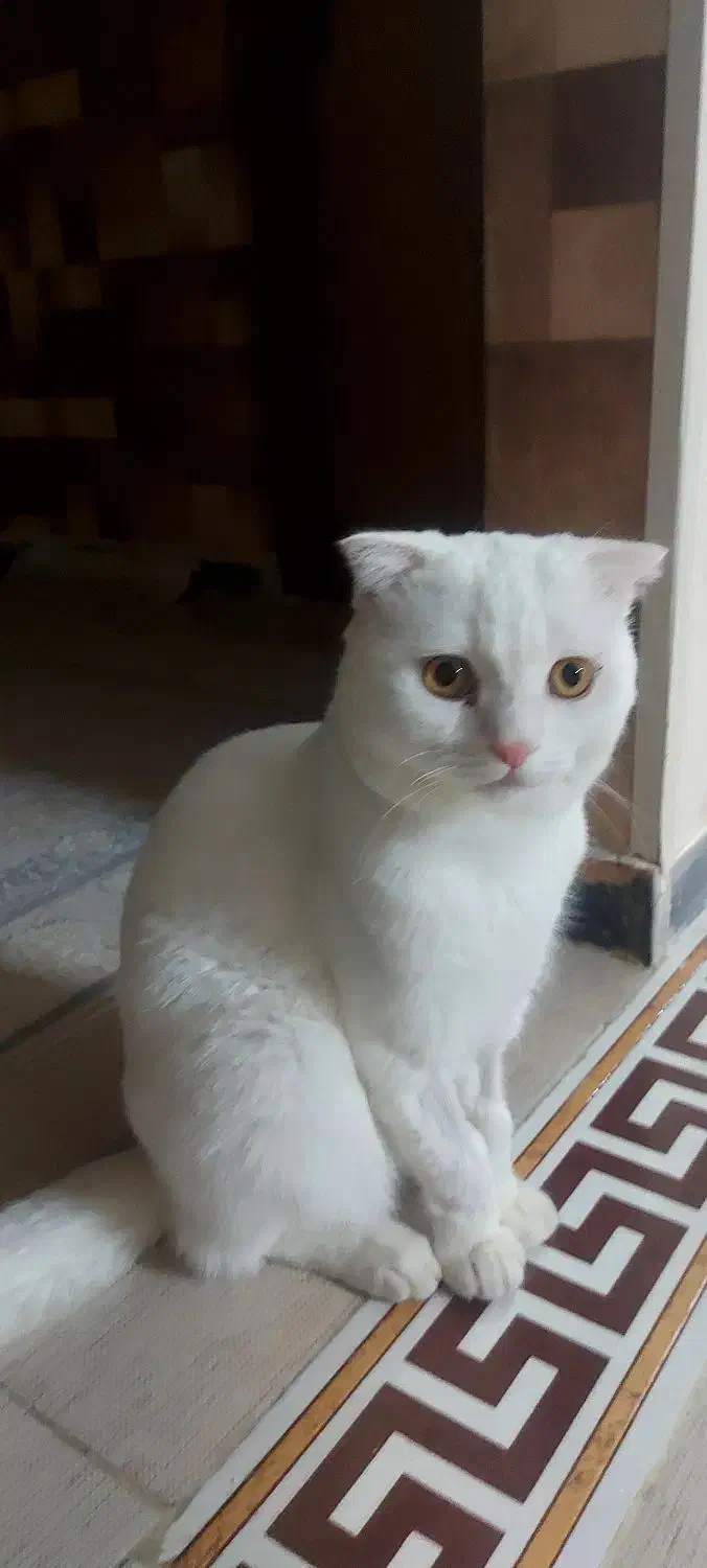 واگذاری گربه اسکاتیش|گربه|قوچان, |دیوار