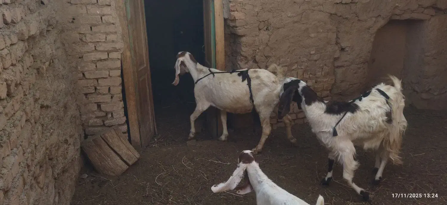 2عدد بز پاکستانی بزغاله عالی از همه نظر|حیوانات مزرعه|خلیل آباد, |دیوار