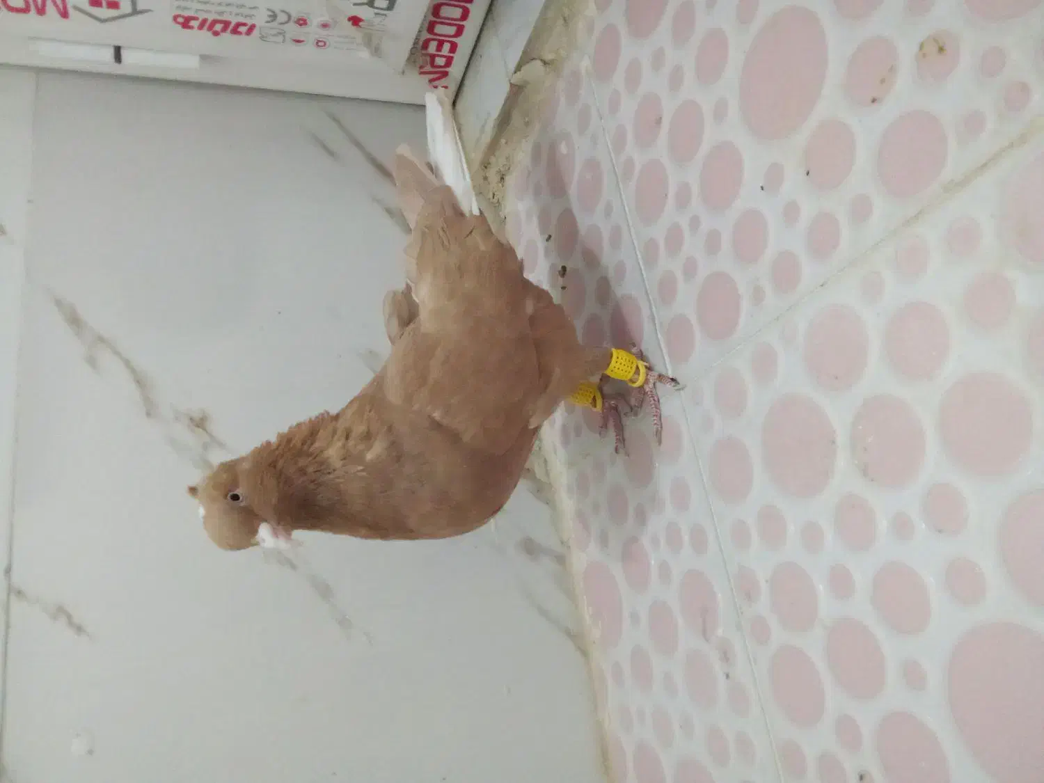بهبونی|پرنده|شیراز, کرونی(خاتونک)|دیوار