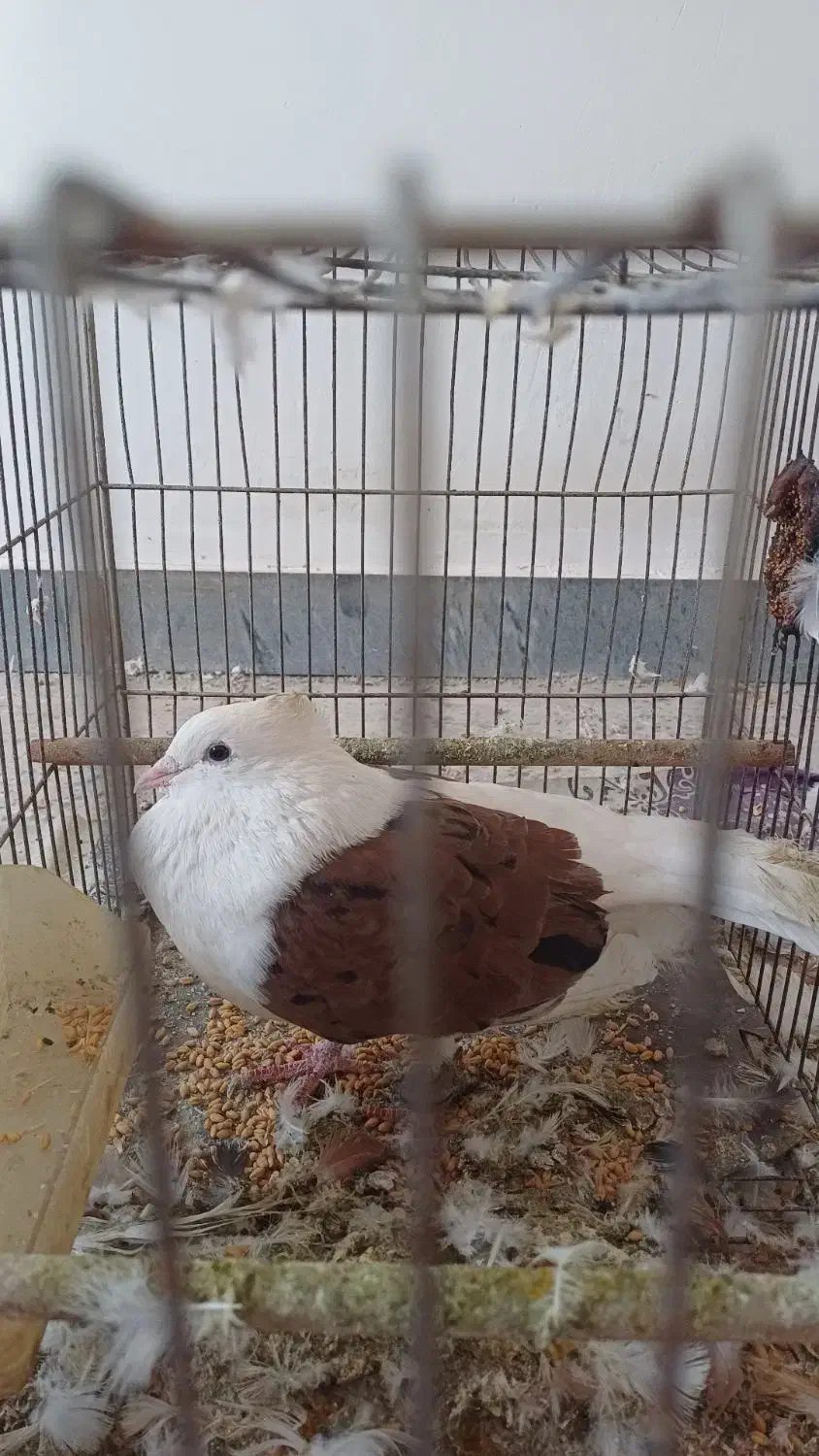 کبوتر|پرنده|امیدیه, |دیوار