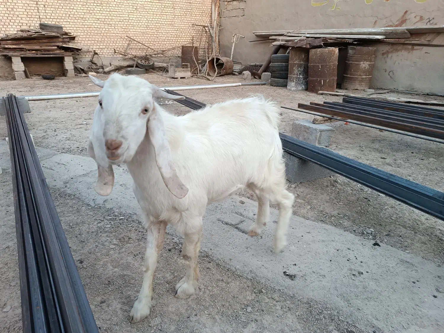 فروش بز نر سالم و سرحال|حیوانات مزرعه|بندر ماهشهر, |دیوار