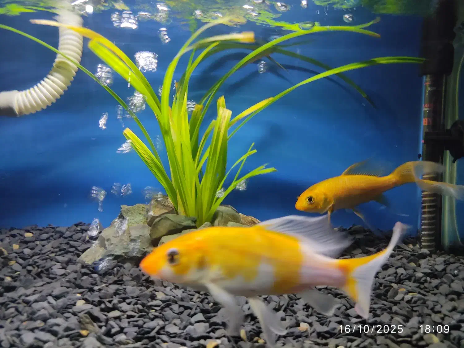 ماهی آکواریوم|ماهی|قزوین, |دیوار