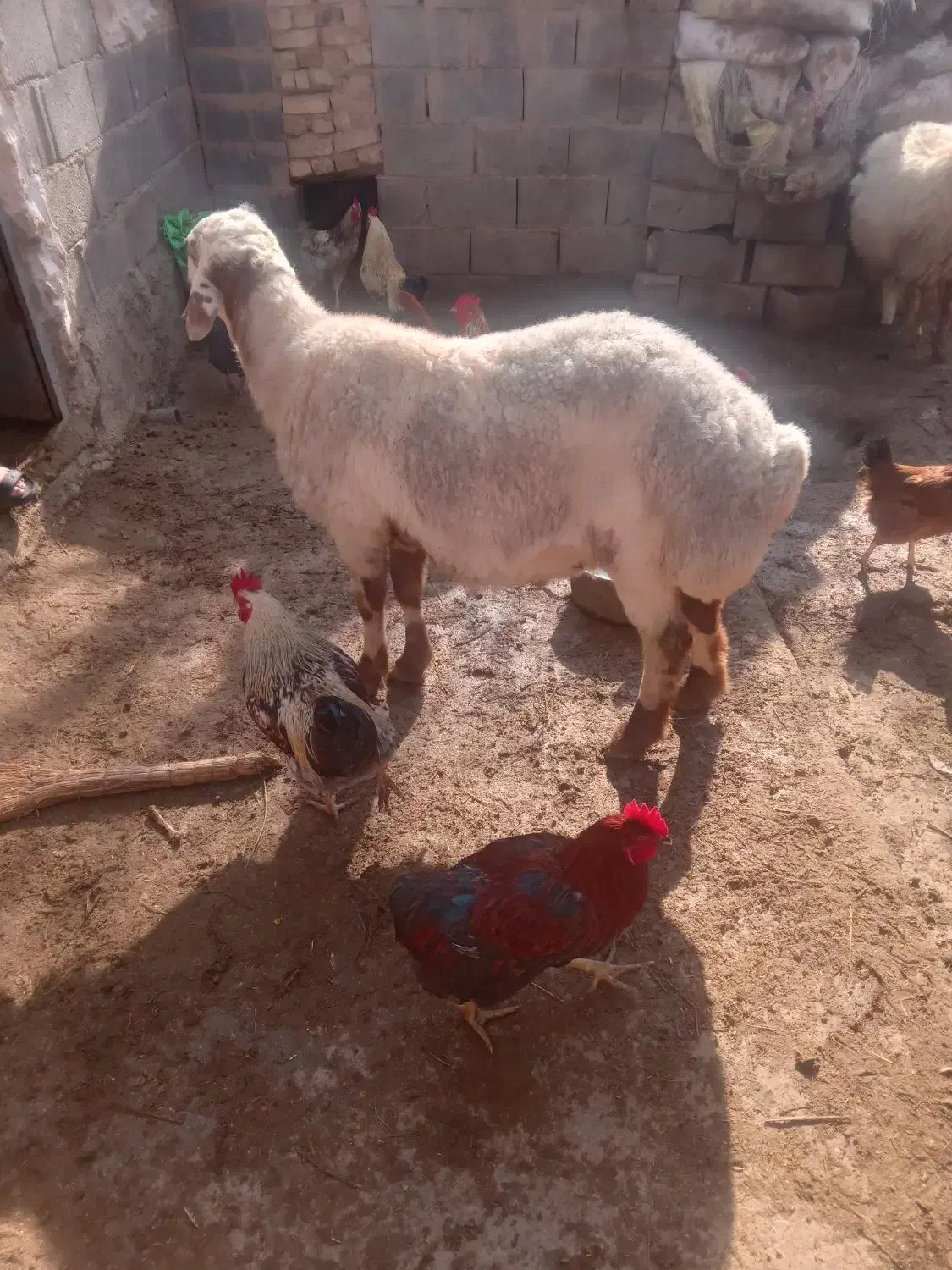 قوچ|حیوانات مزرعه|مانه, |دیوار