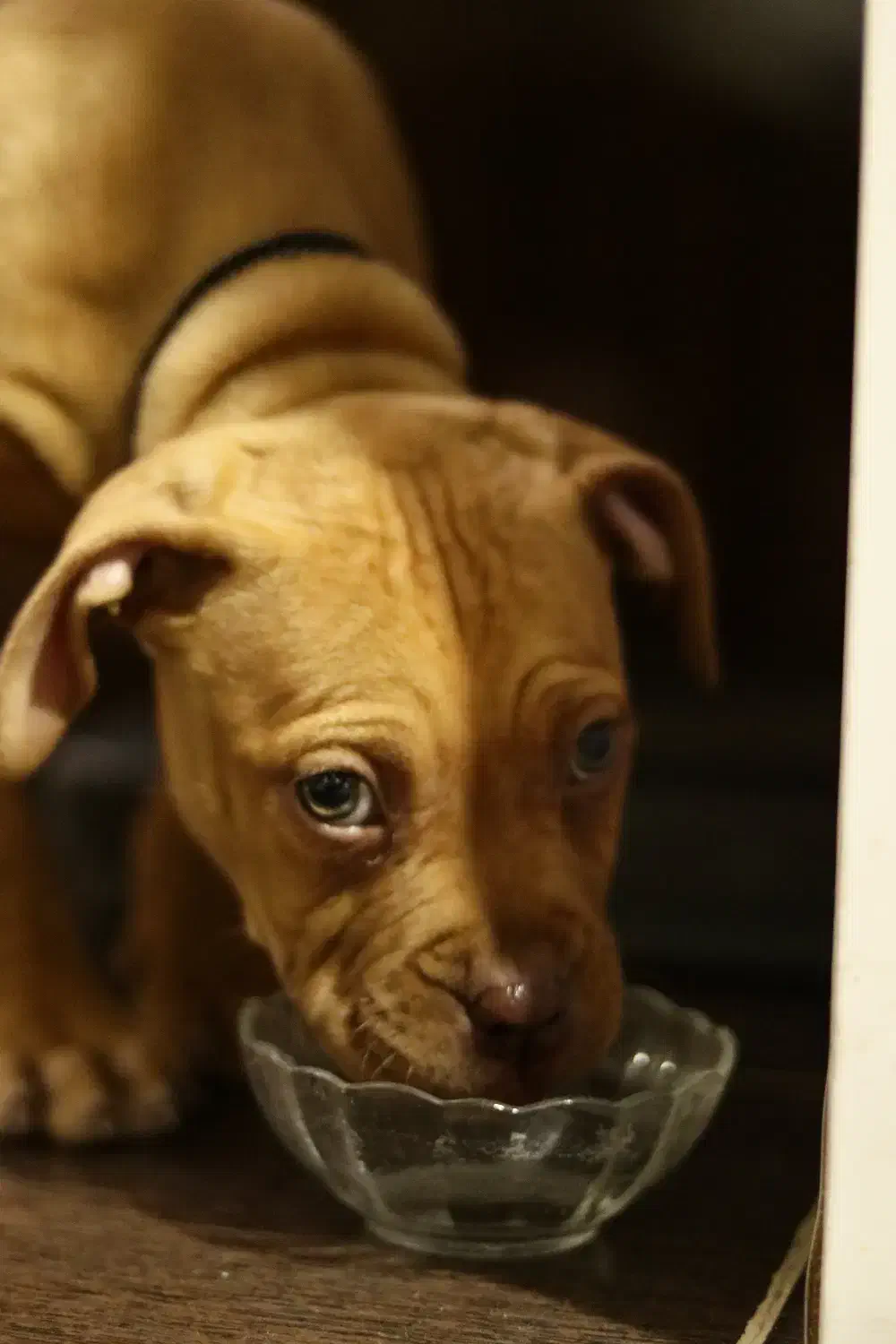 سگ گمشده|حیوانات|کرمان, |دیوار