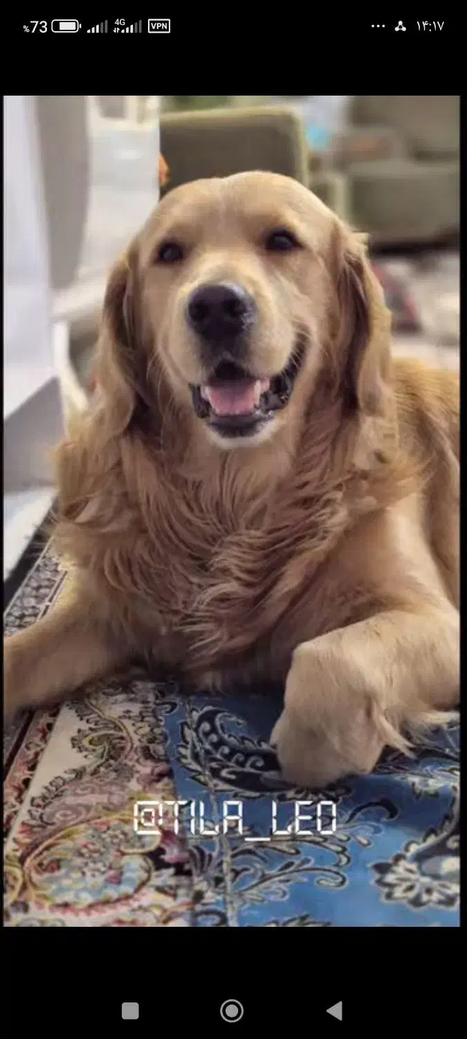 سگ گلدن|سگ|گرمدره, |دیوار