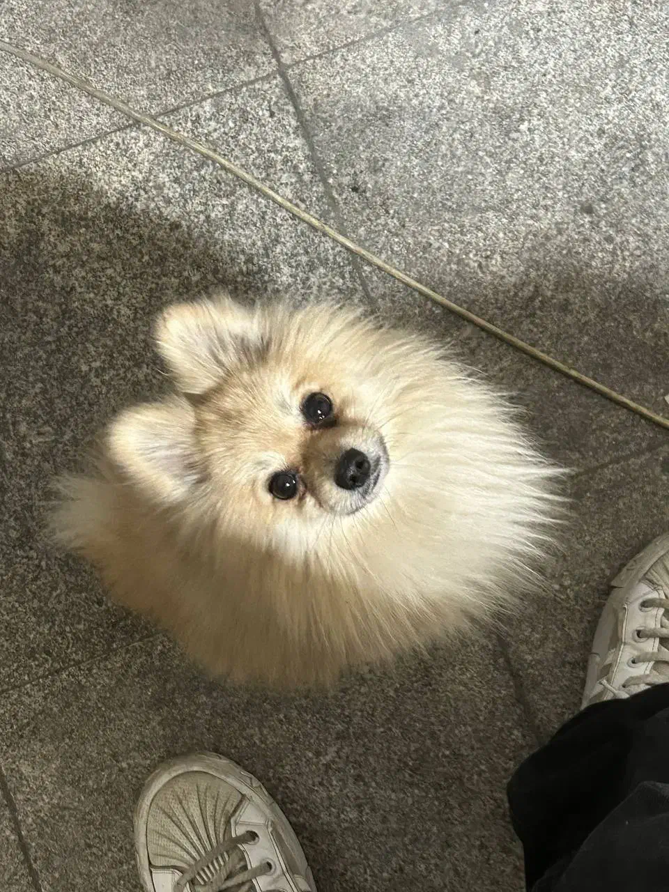 پامر شکلاتی روباهی فقط برا امشب شب جمعه 7 تومن|سگ|مشهد, فدک|دیوار