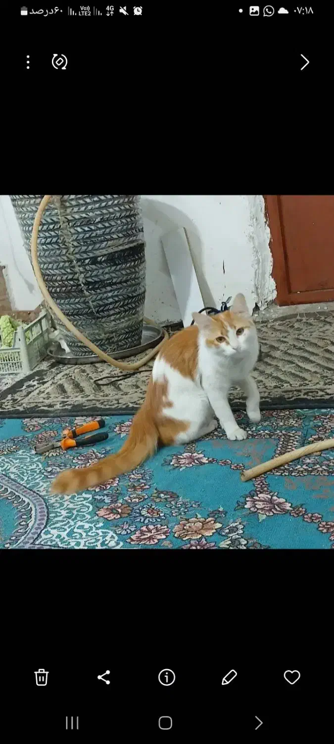 مژدگانی کمک به پیدا کردن گربه|گربه|بندر گناوه, |دیوار