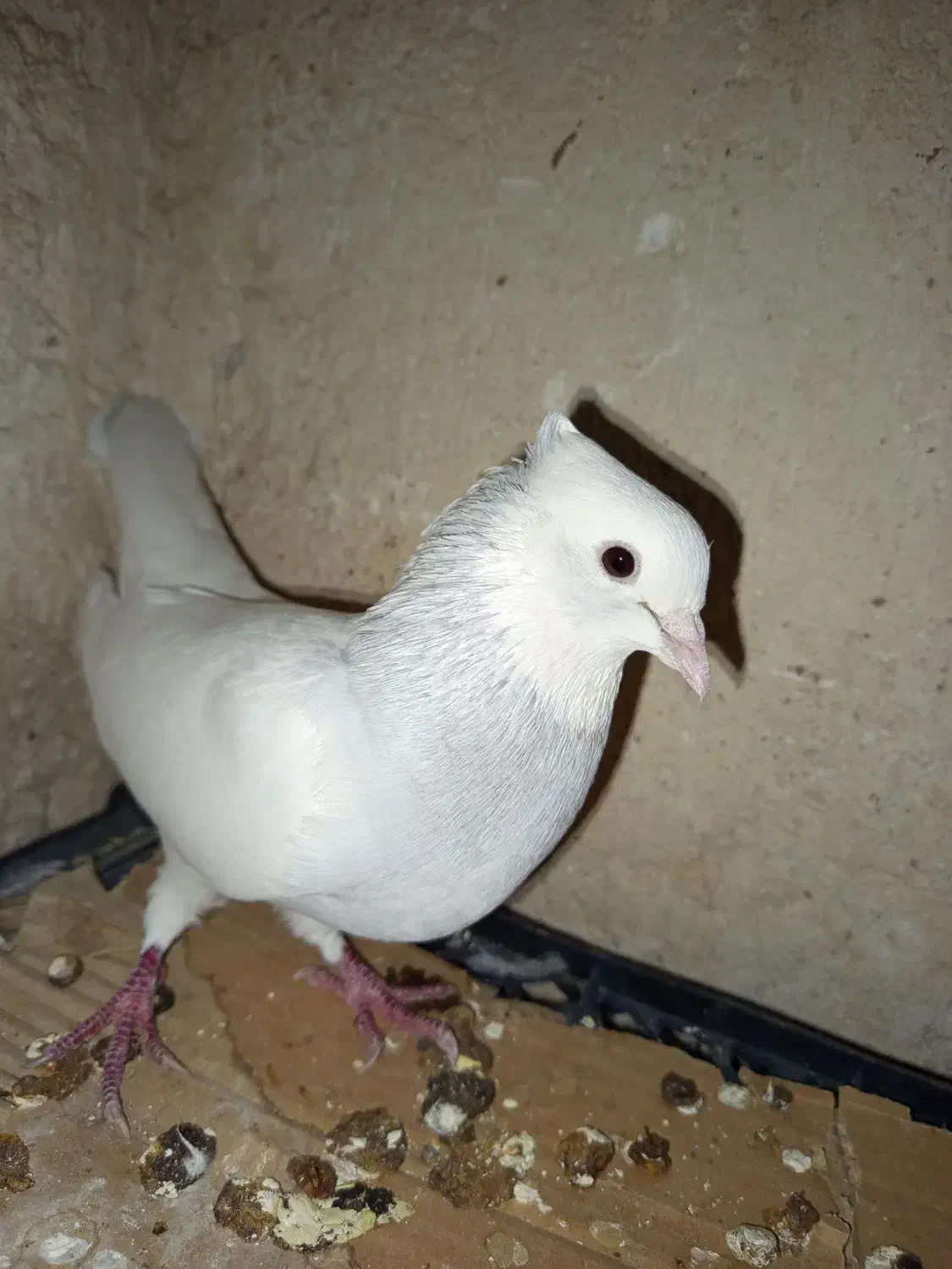 طوق آبی ابری نر|پرنده|شیراز, سعدیه شمالی|دیوار