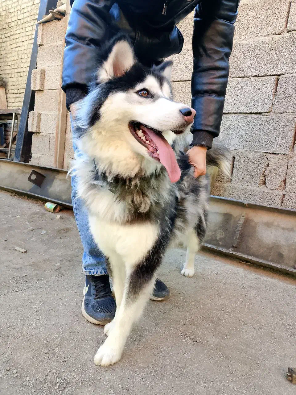 سگ هاسکی ماده1 ساله|سگ|مشهد, طلاب|دیوار