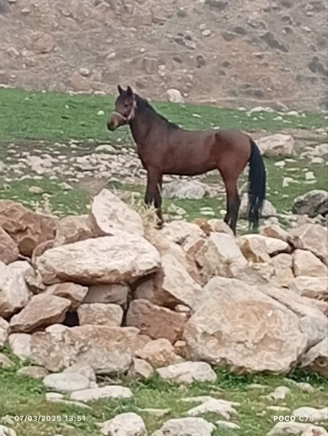 اسب|اسب و تجهیزات اسب‌سواری|کارزان, |دیوار