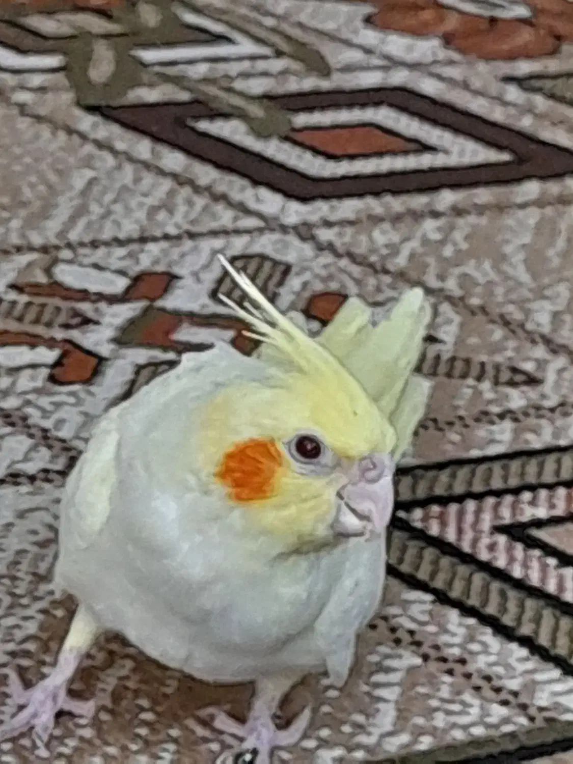 عروس هلندی|پرنده|دزفول, |دیوار