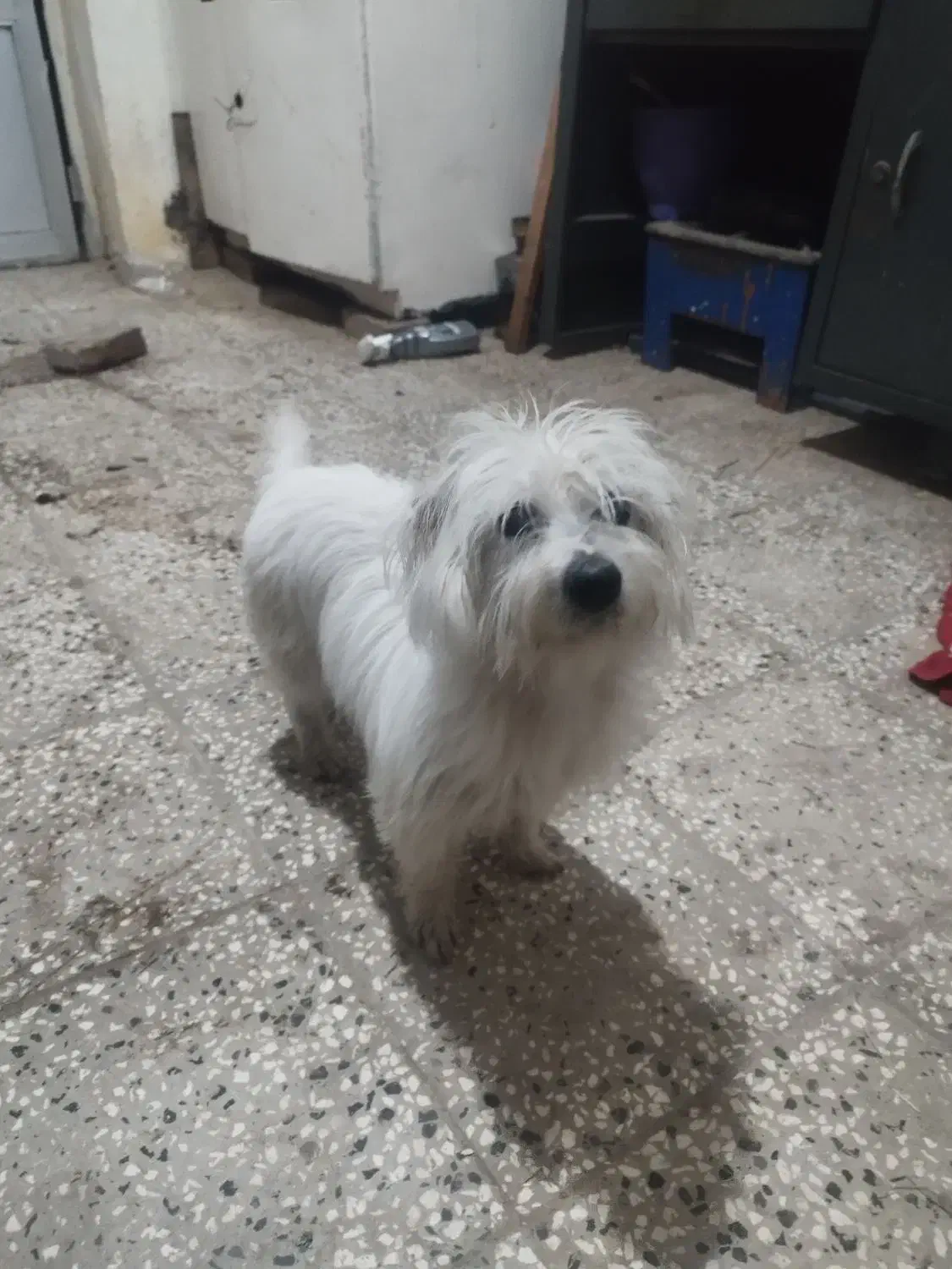 سگ شیتزو تریر|سگ|خان ببین, |دیوار