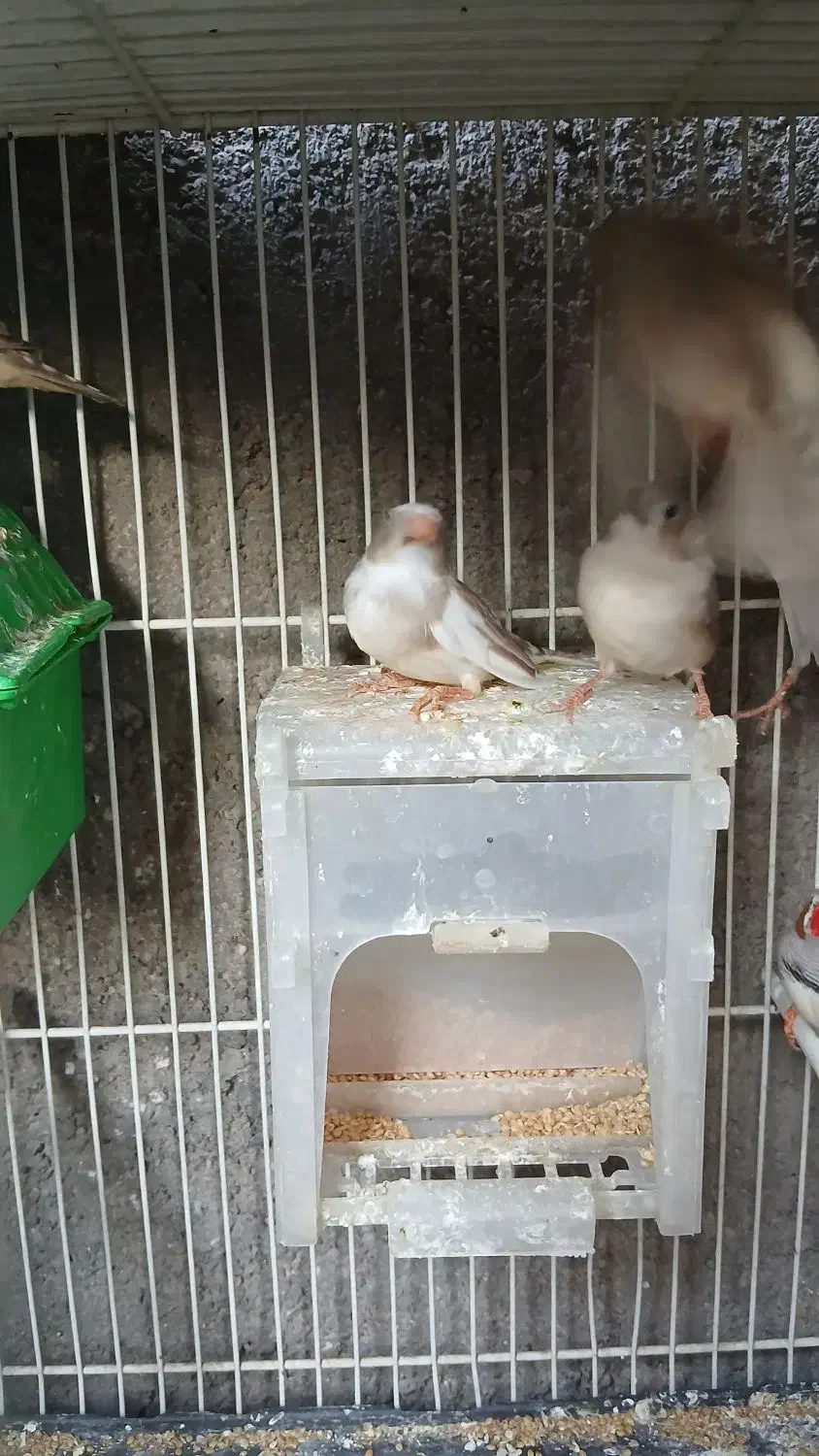 تعدادی فنچ بالغ وجوجه فروشی|پرنده|فردوس (خراسان), |دیوار