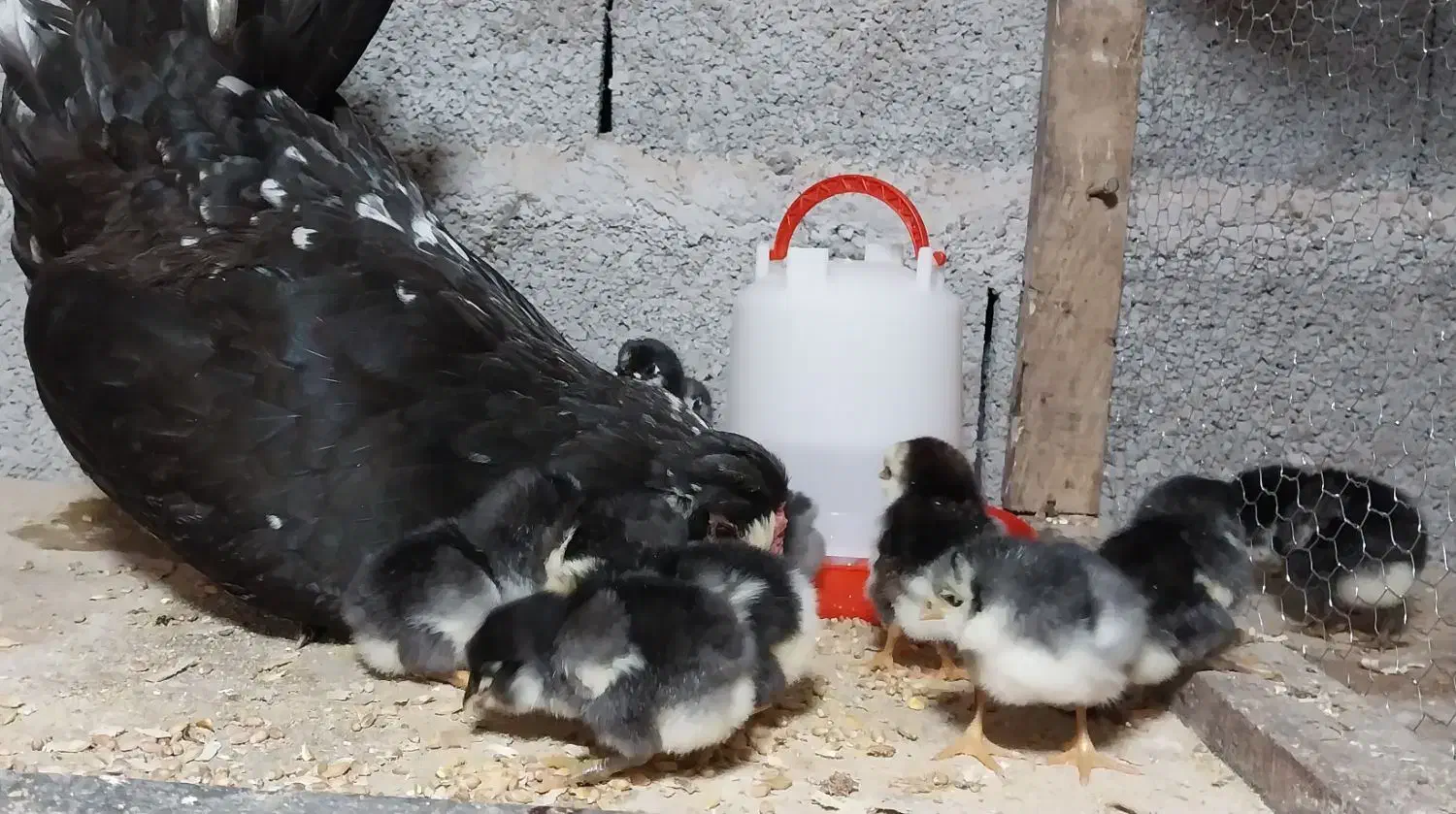 جوجه گلین خروس گلین|حیوانات مزرعه|رشت, بوسار|دیوار