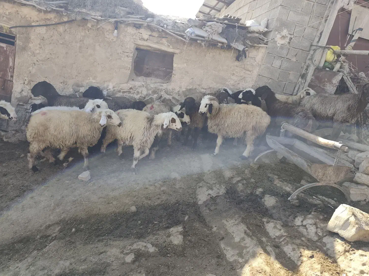 شیشک میش داشتی|حیوانات مزرعه|ارژن, |دیوار