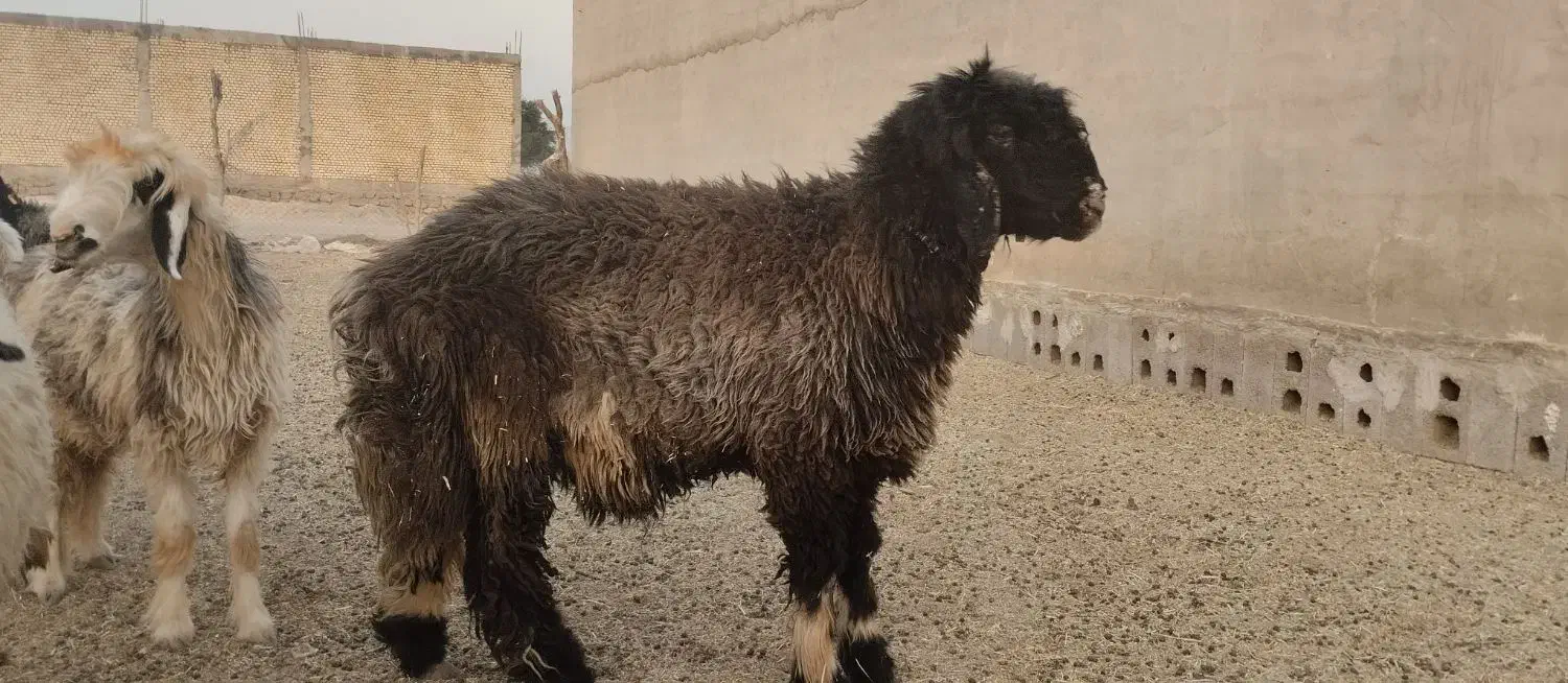 قوچ درجه یک بزری|حیوانات مزرعه|رامهرمز, |دیوار