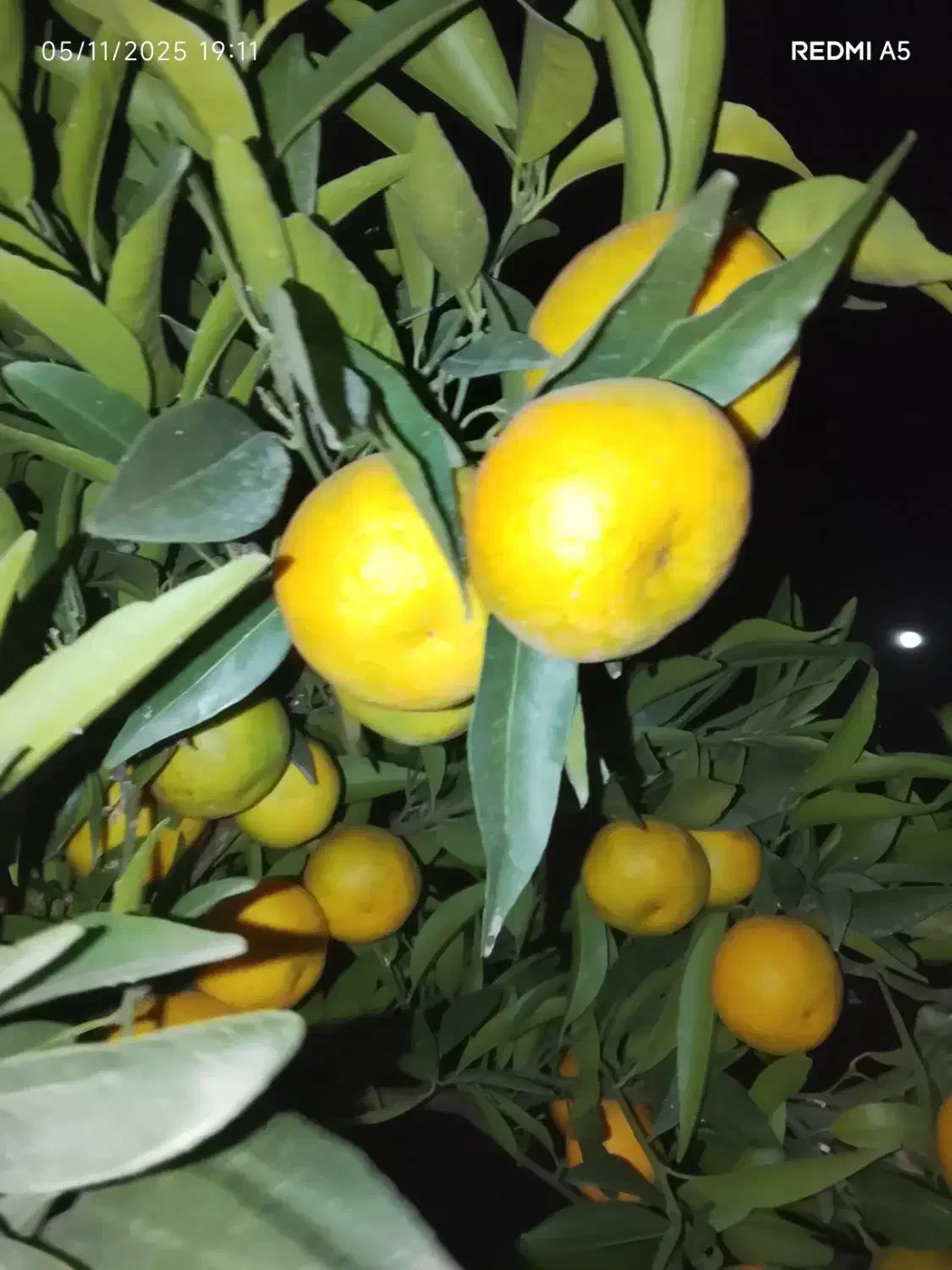 مرکبات ومیوه سر درختی وتازه|حراج|قائم‌شهر, |دیوار