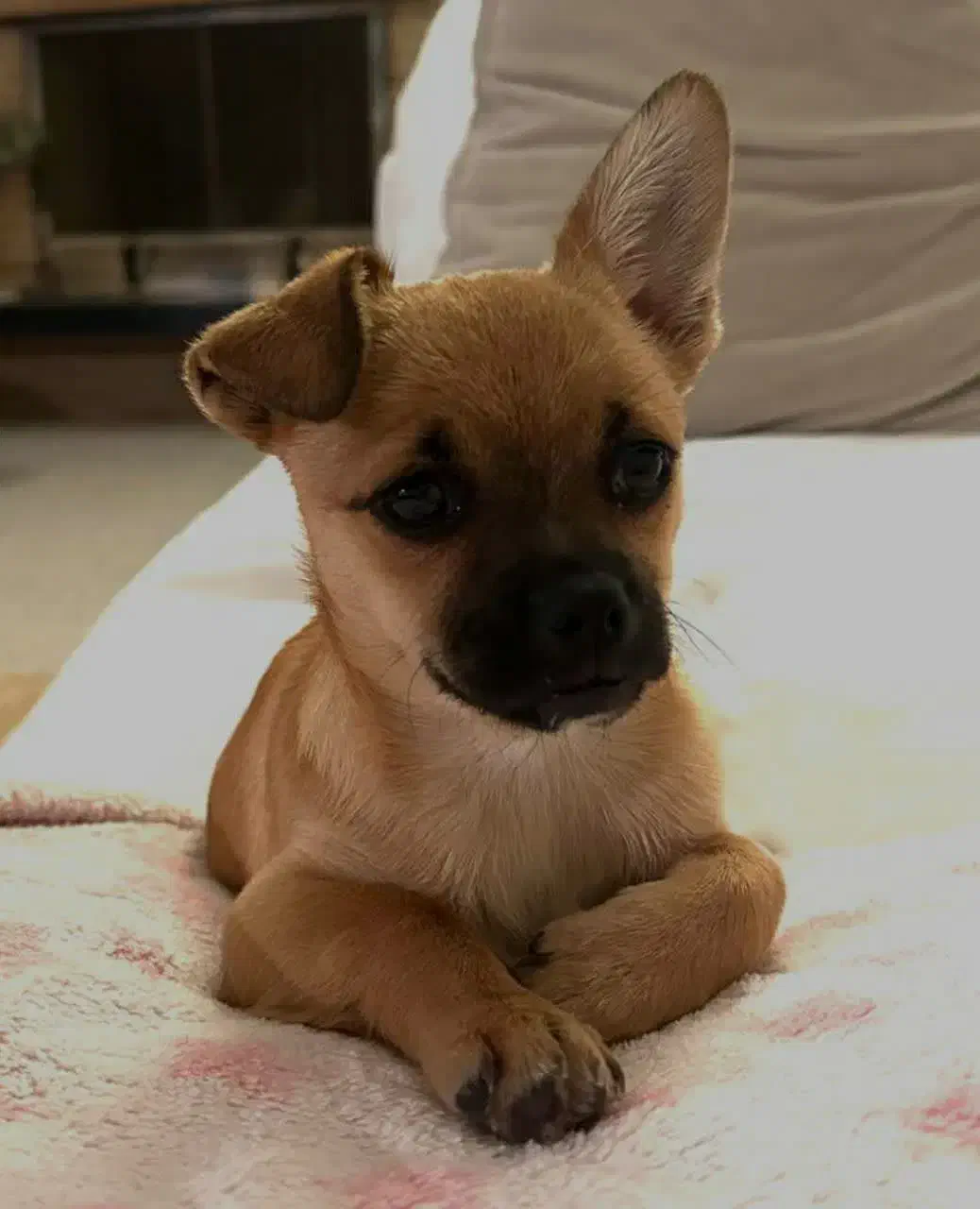 توله پاکوتاه سایزصفر|سگ|قم, شهرک قدس|دیوار