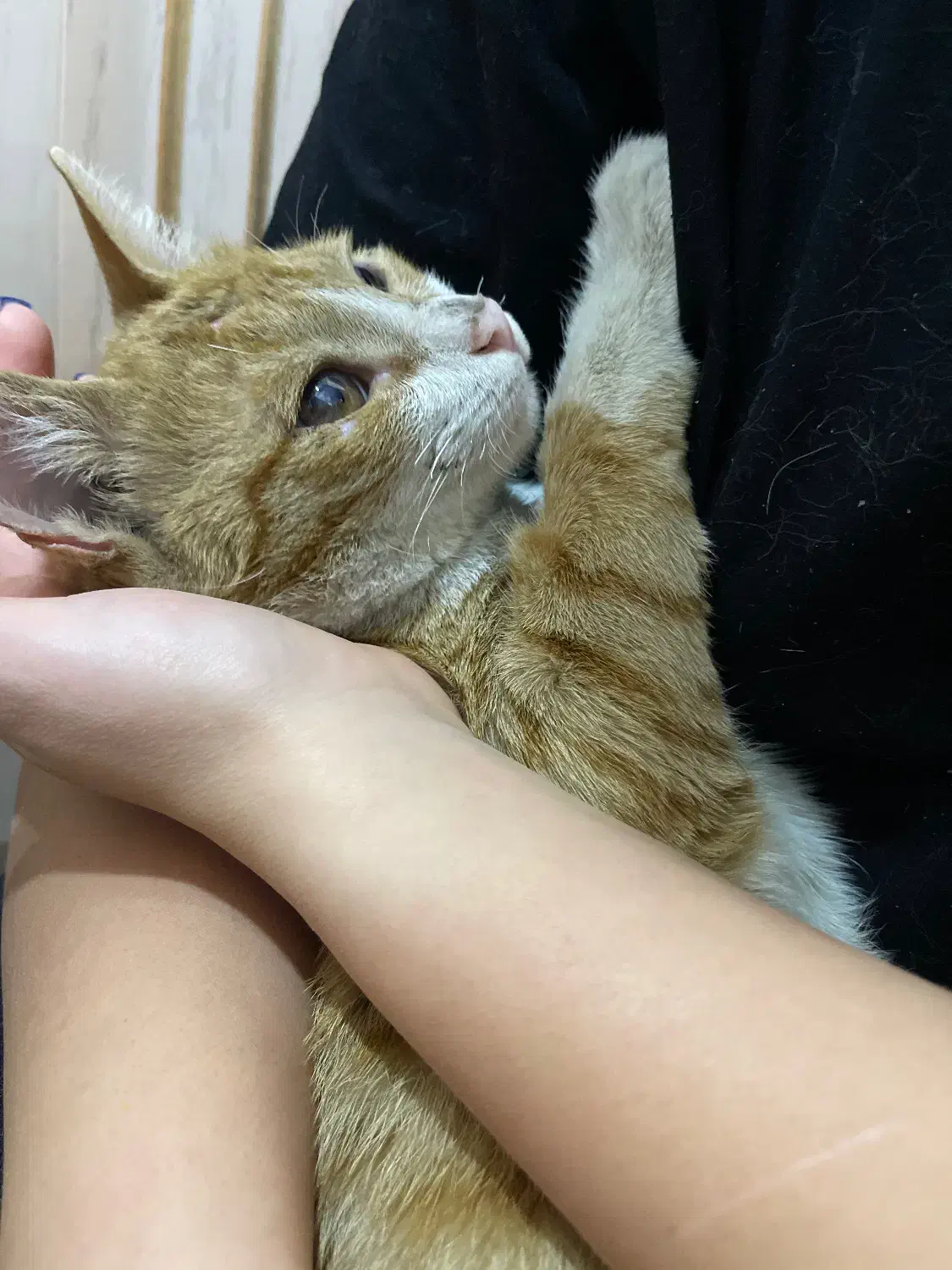 گربه پیدا شده|حیوانات|تهران, محمودیه|دیوار