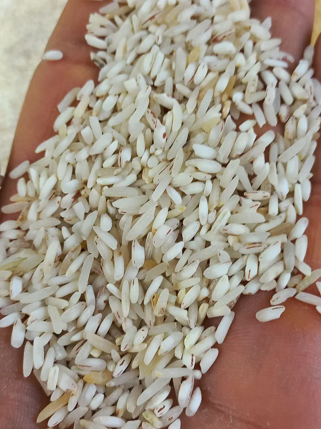 برنج ایرانی سرلاشه خوشپخت محصول فریدونکنار (10gk)|خوردنی و آشامیدنی|مشهد, گاز|دیوار