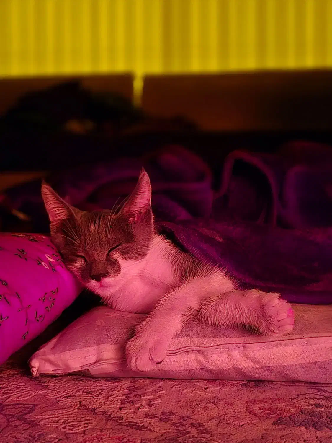 گربه|حیوانات|لاهیجان, کوی استادان|دیوار