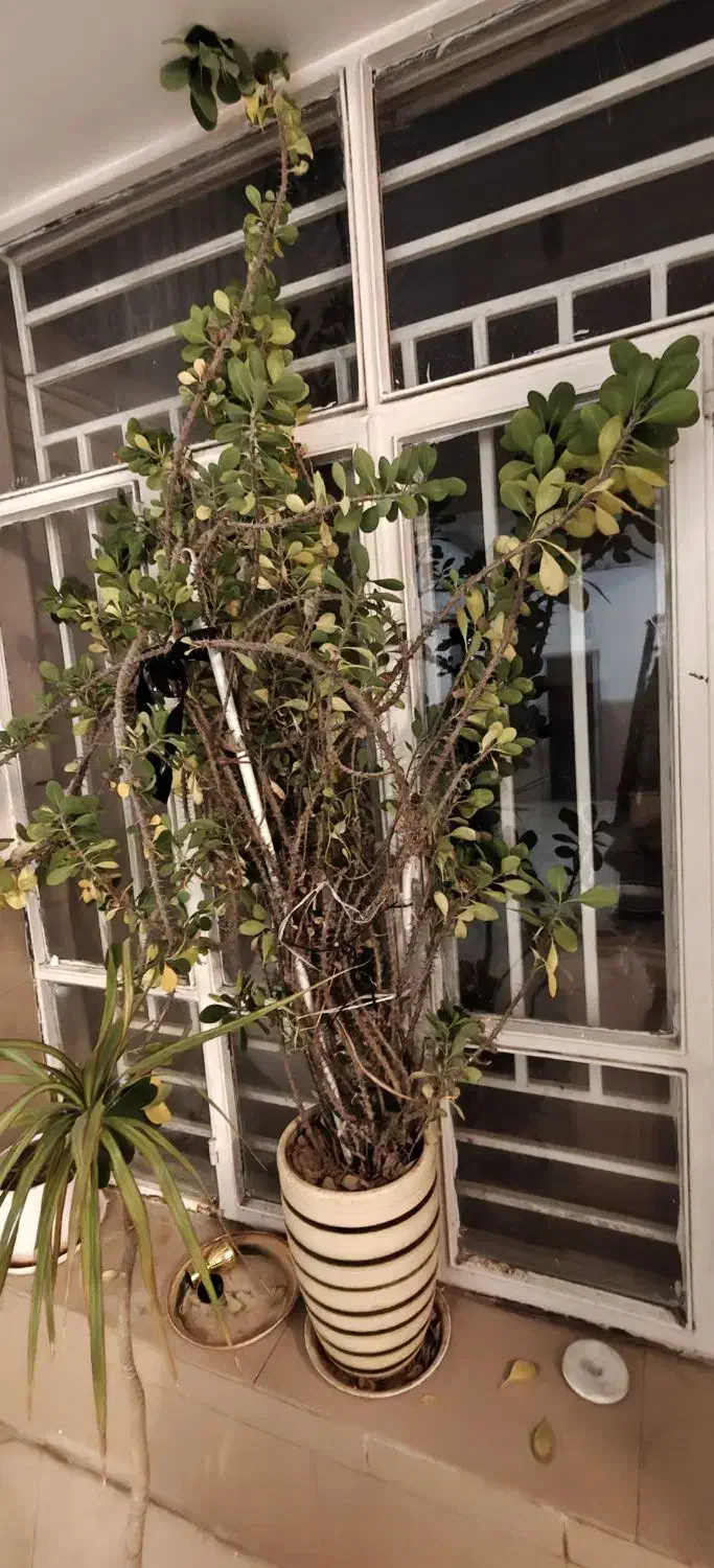 گل خاردار مرجان برگ مینیاتوری|گل و گیاه طبیعی|کرمان, |دیوار