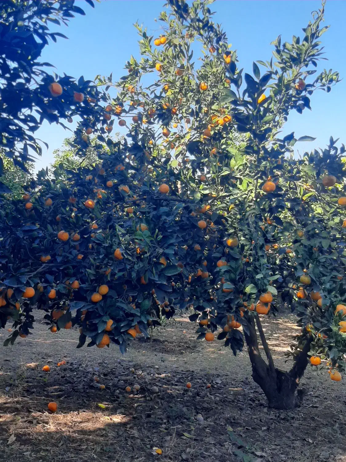 نارنگی روی درخت|خوردنی و آشامیدنی|ساری, |دیوار