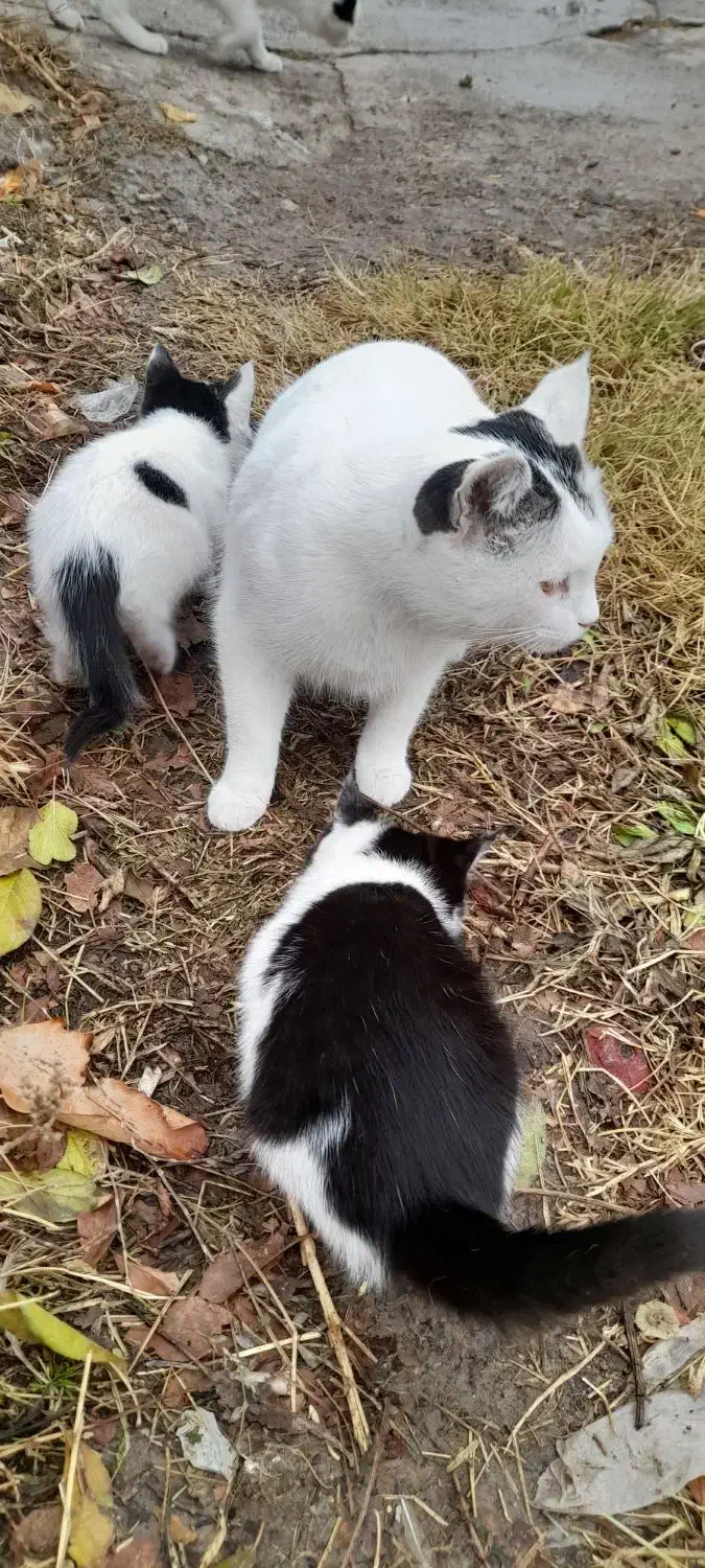 دوتا بچه گربه به همراه مادرشون|گربه|مراغه, |دیوار