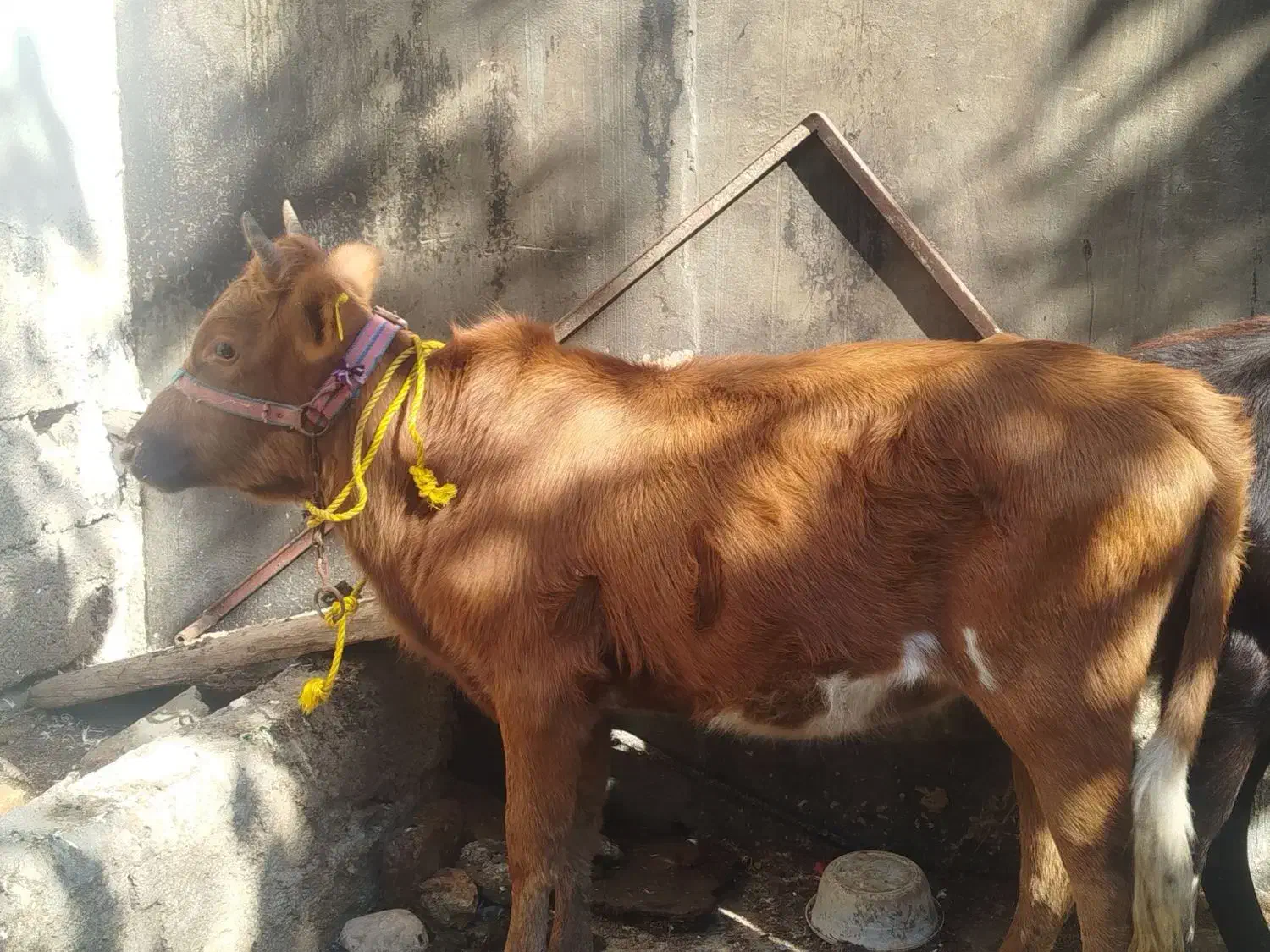 گوساله فروشی|حیوانات مزرعه|رامیان, |دیوار