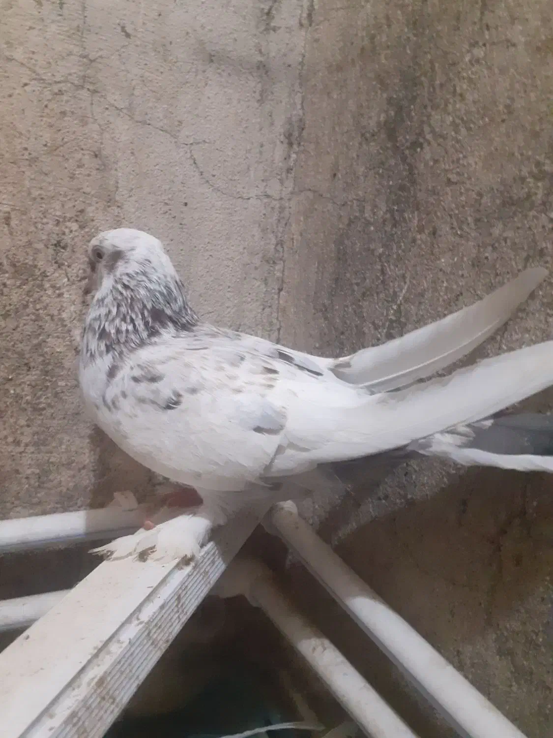 کبوتر|پرنده|گرمی, |دیوار