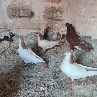 کبوتر|پرنده|بیرجند, |دیوار