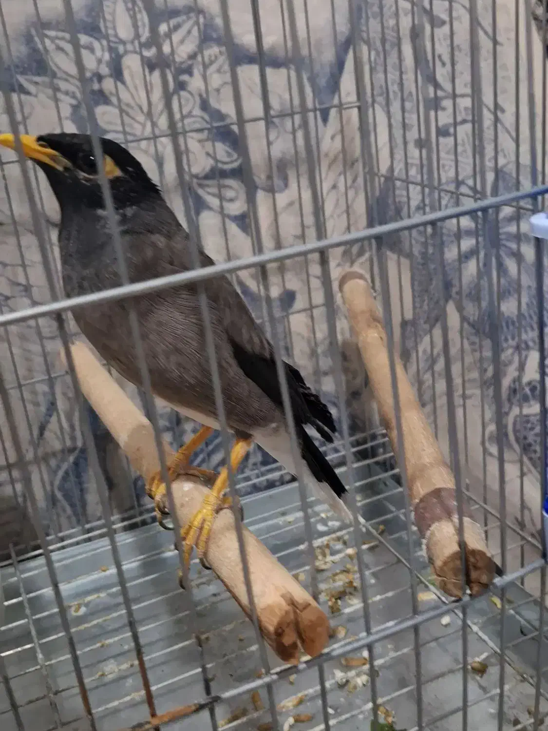 جوجه مرغ مینا اصل چشم ستاره ایی|پرنده|شیراز, پودنک|دیوار