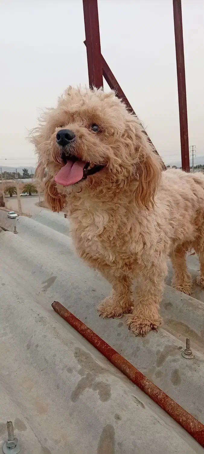 پودل ماده|سگ|شیراز, وزیرآباد|دیوار