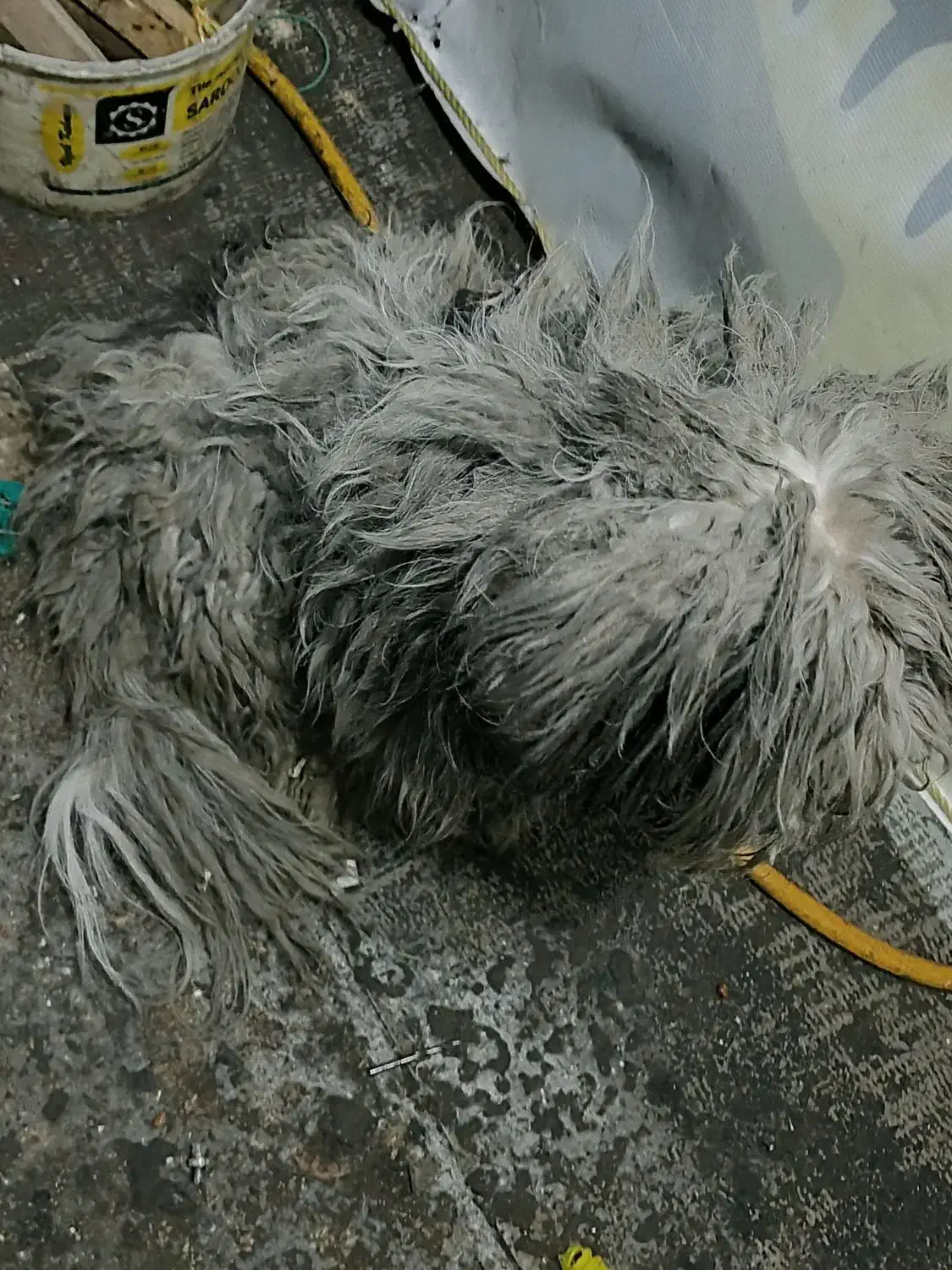 سگ شیتزو|سگ|الوند, |دیوار