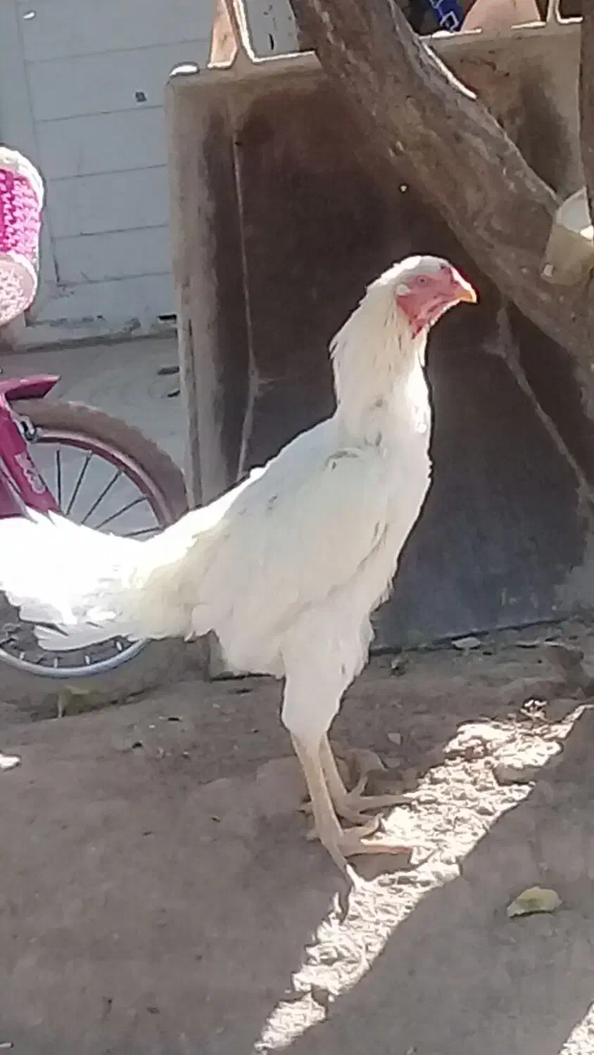 خروس ومرغ لاری|حیوانات مزرعه|ماهدشت, |دیوار