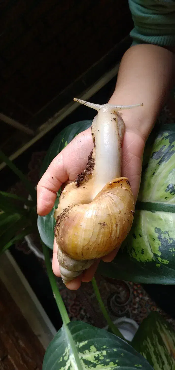 حلزون|خزنده|بروجرد, |دیوار