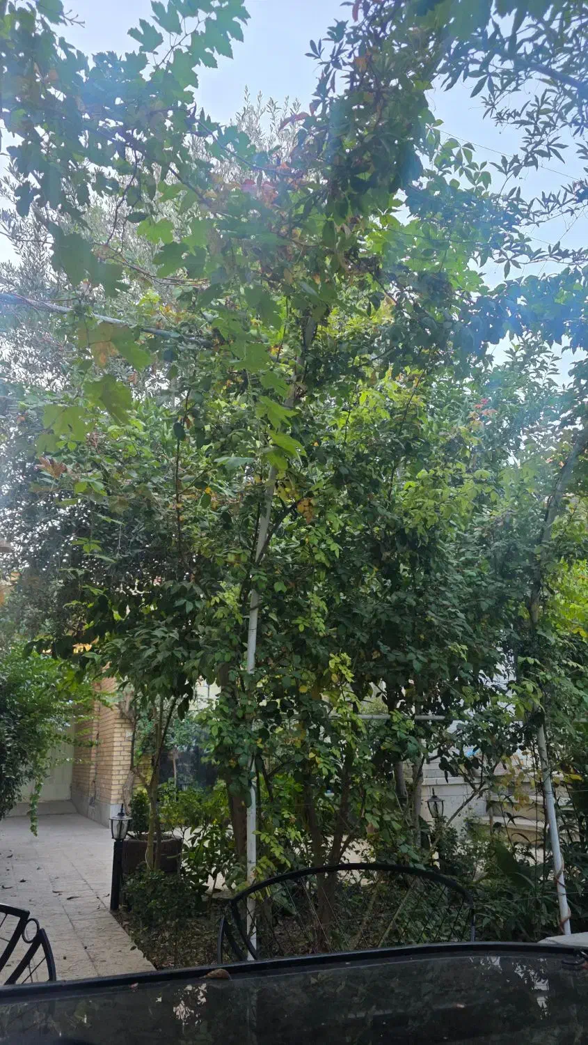 اجاره منزل ویلایی اول معرفت(بر خیابان)|اجارهٔ دفتر کار، اتاق اداری، مطب|نجفآباد, نمازی|دیوار