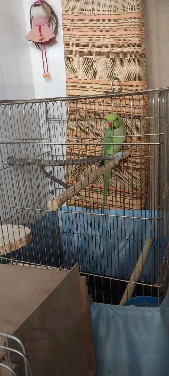 طوطی ملنگو ۲/۵ساله ماده بسیار سالم وخونگرم|پرنده|ری, ملک‌آباد|دیوار