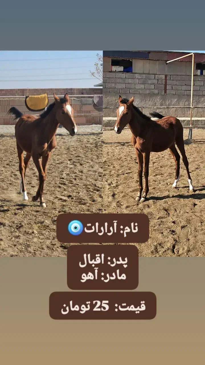 اسب|اسب و تجهیزات اسب‌سواری|سبزوار, قصبه غربی|دیوار