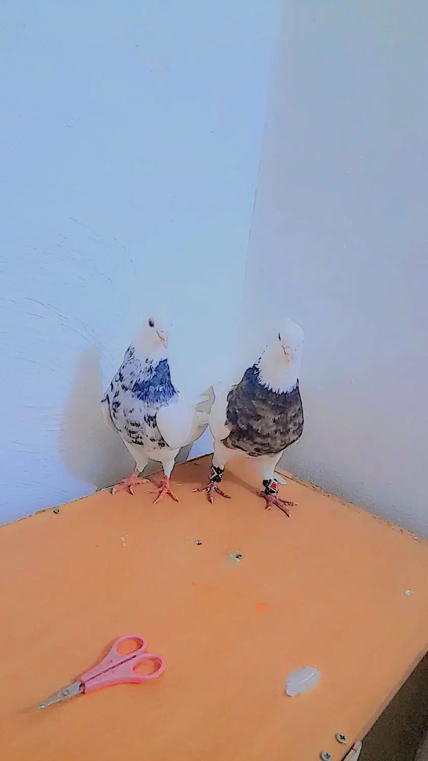 کبوتر|پرنده|بندرعباس, |دیوار