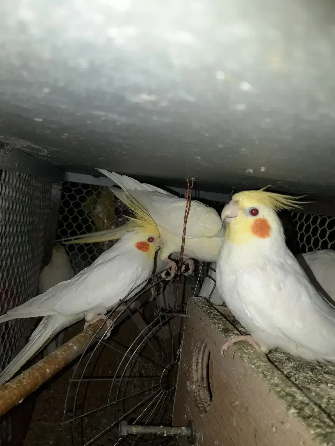 عروس هلندی لوتینیو|پرنده|میناب, |دیوار