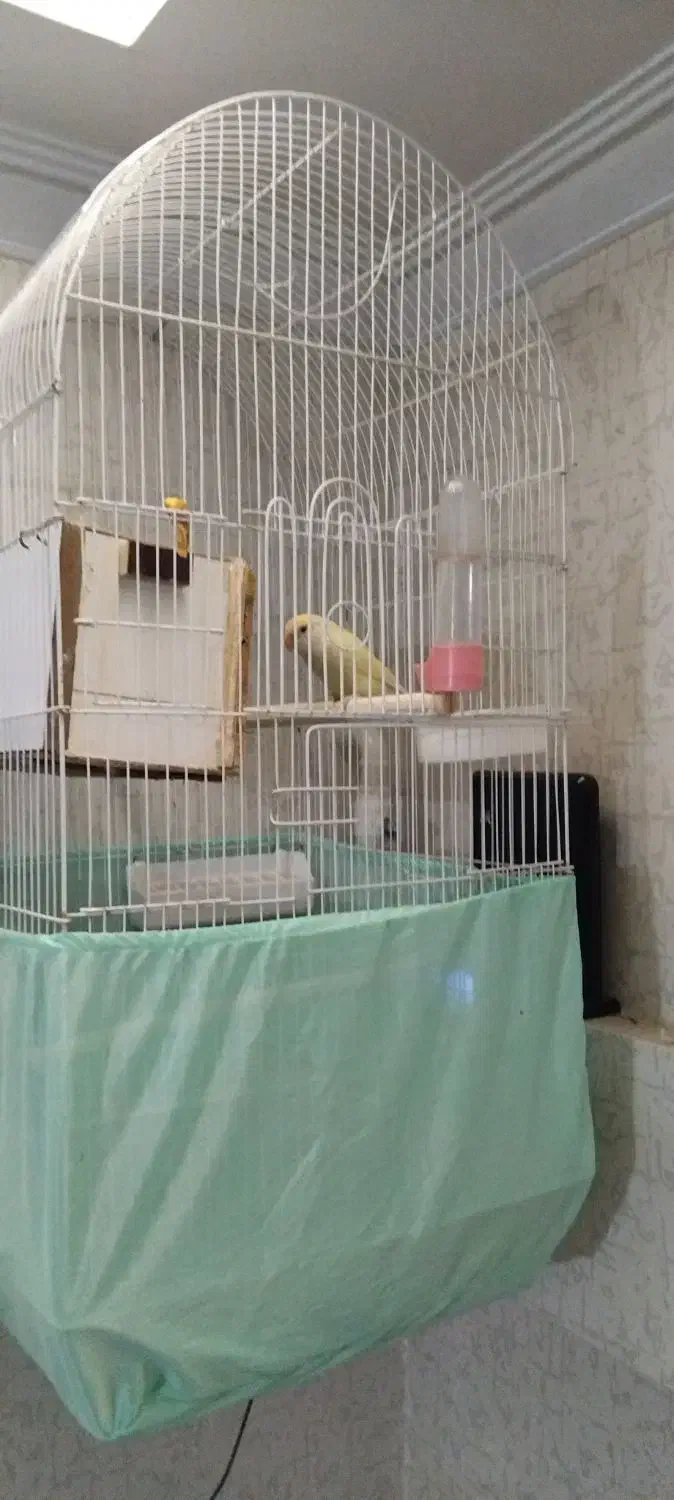 طوطی برزیلی با دوتا جوجه دو هفته ای|پرنده|پردیس, فاز ۴|دیوار