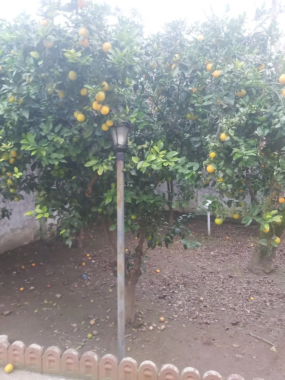 پرتغال ونارنگی وپرتقال خونی فروش فوری|خوردنی و آشامیدنی|سلمان‌شهر, |دیوار