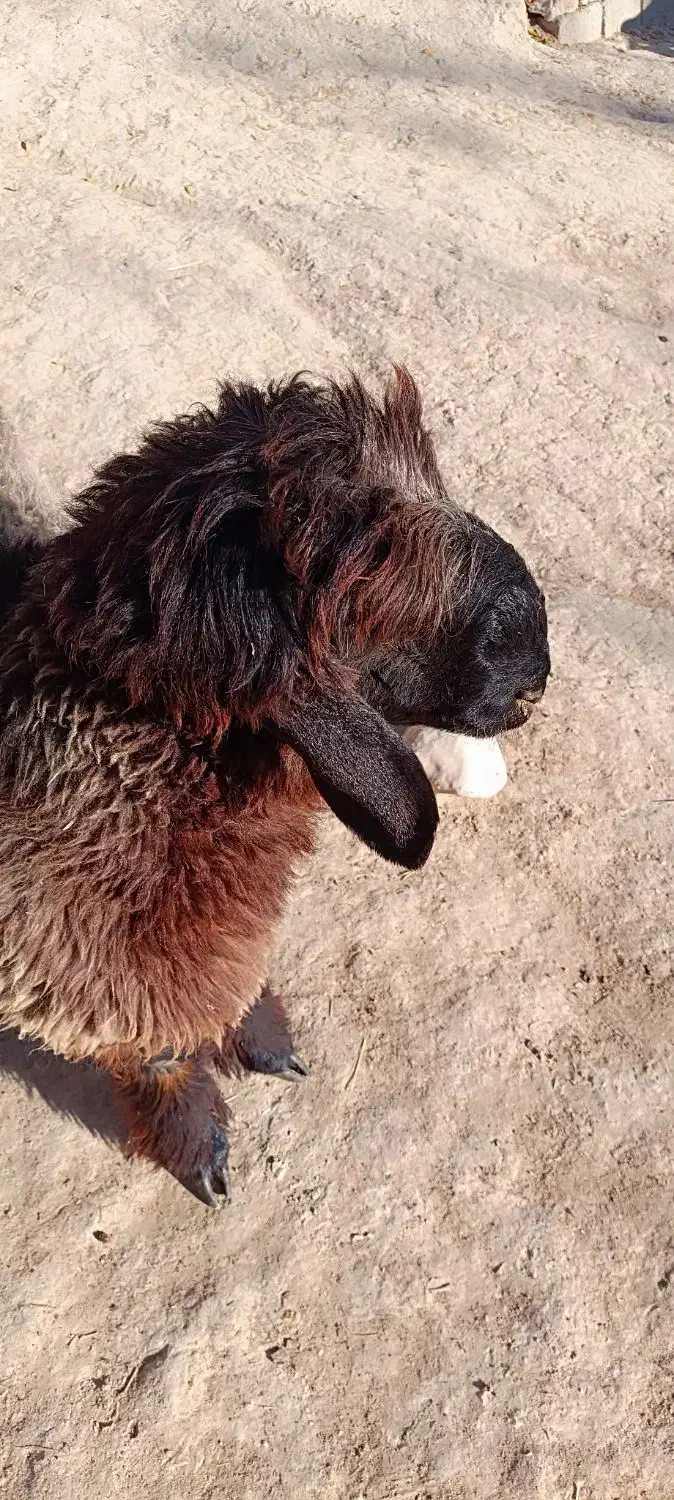 بره قوچ تخمی|حیوانات مزرعه|ناغان, |دیوار