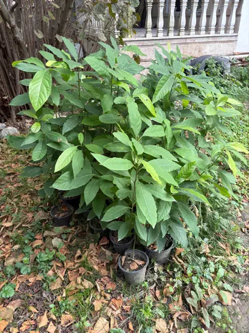 فروش نهال آووکادو|گل و گیاه طبیعی|نوشهر, |دیوار